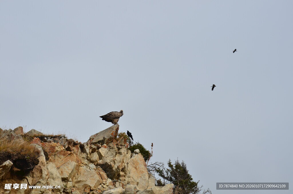 崖边飞鸟 自然灵动瞬间