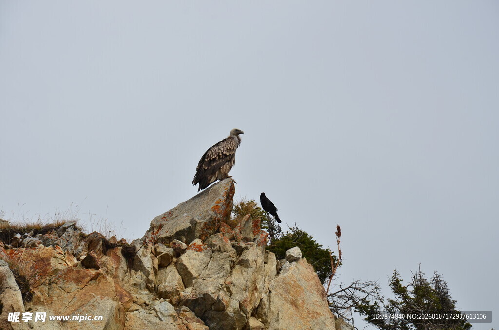 岩石上的雄鹰与群鸟