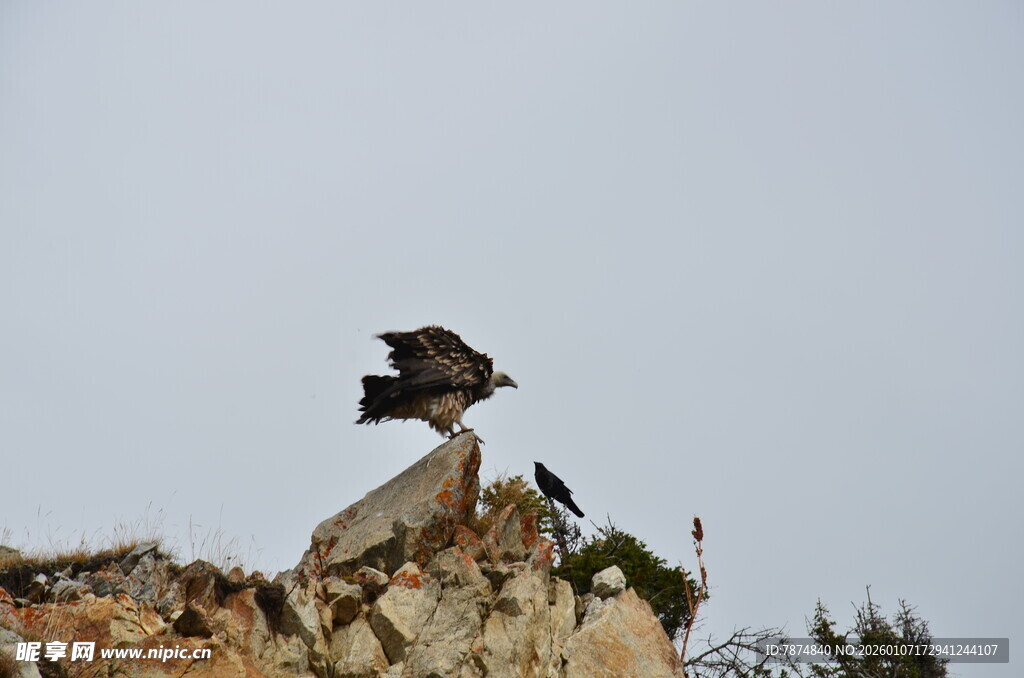 岩石上展翅的飞鸟