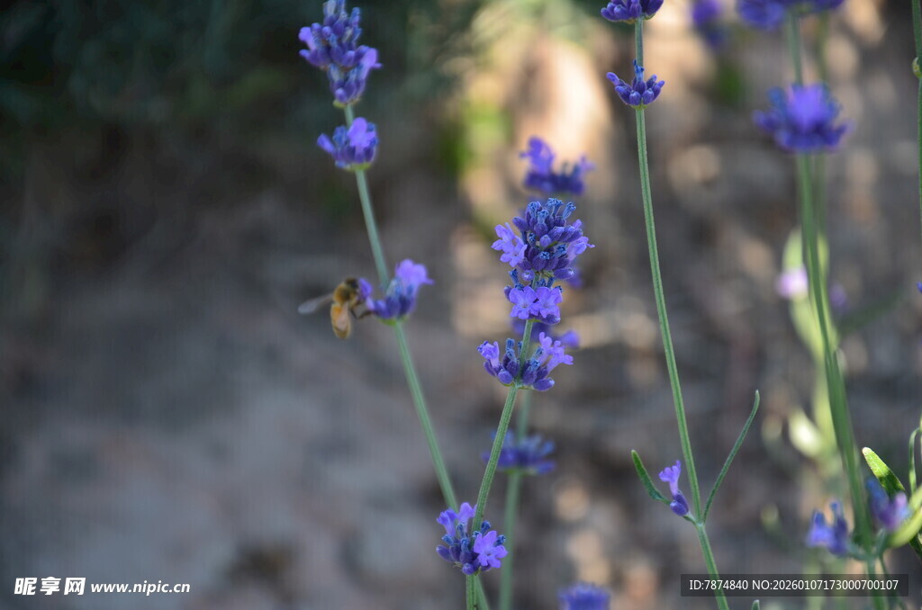 阳光下的紫色薰衣草