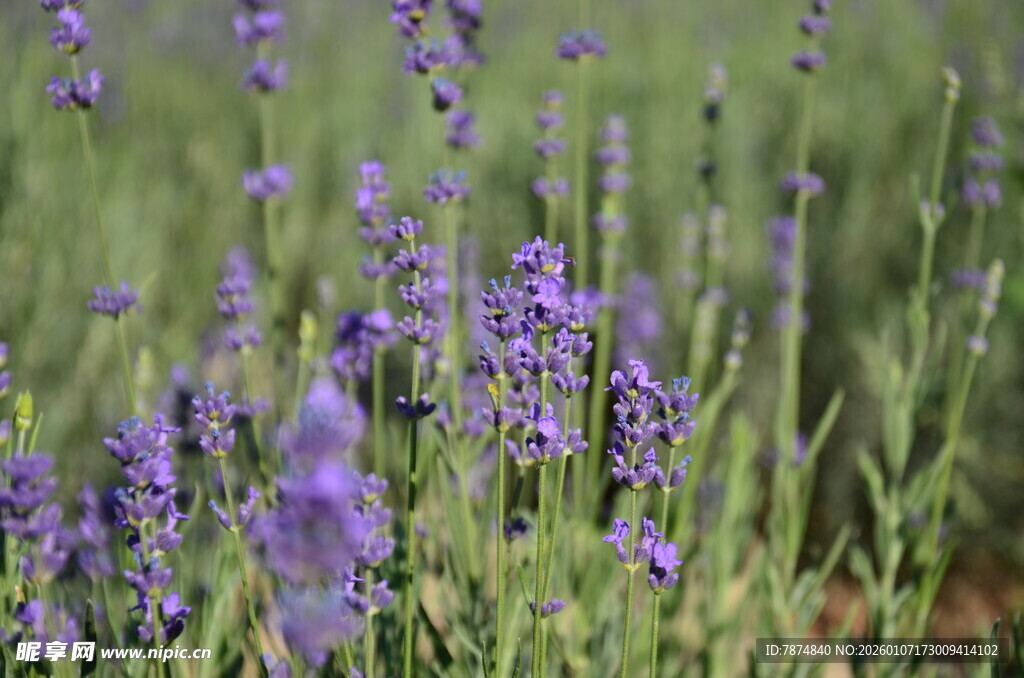 紫色薰衣草绽放的美丽