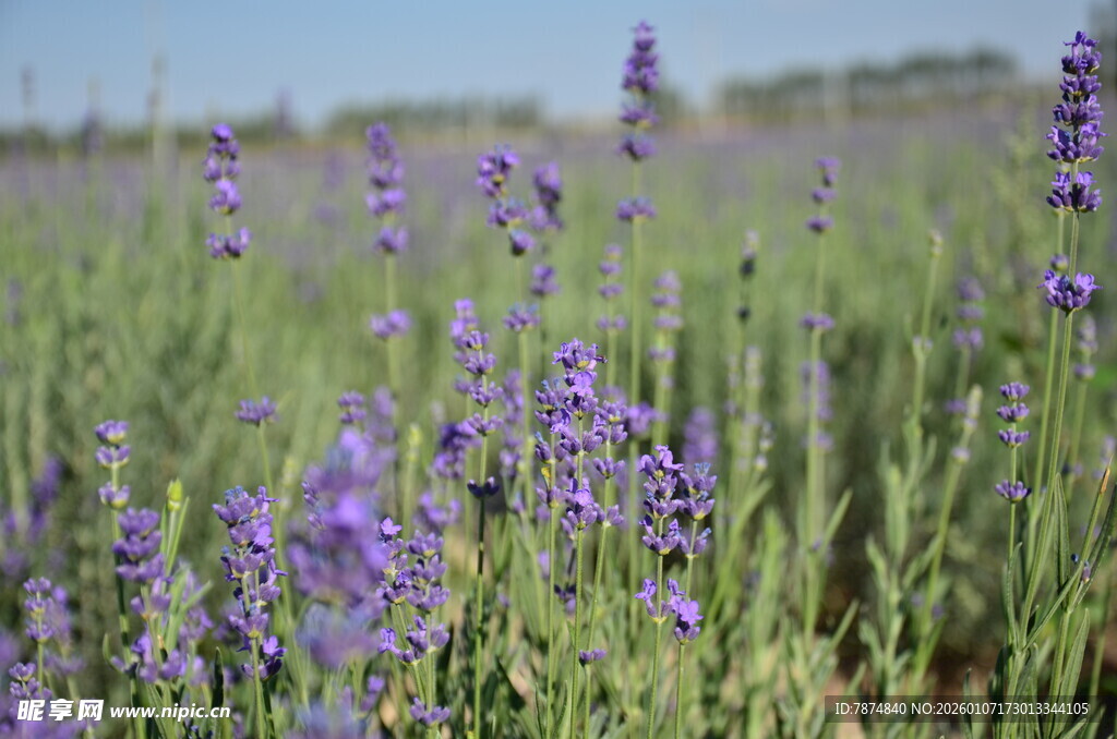 紫色薰衣草花田美景