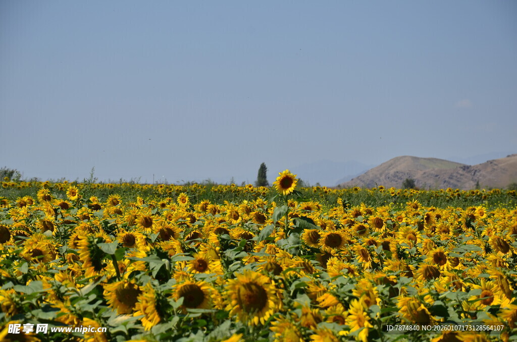 向日葵花海 灿烂田园风光