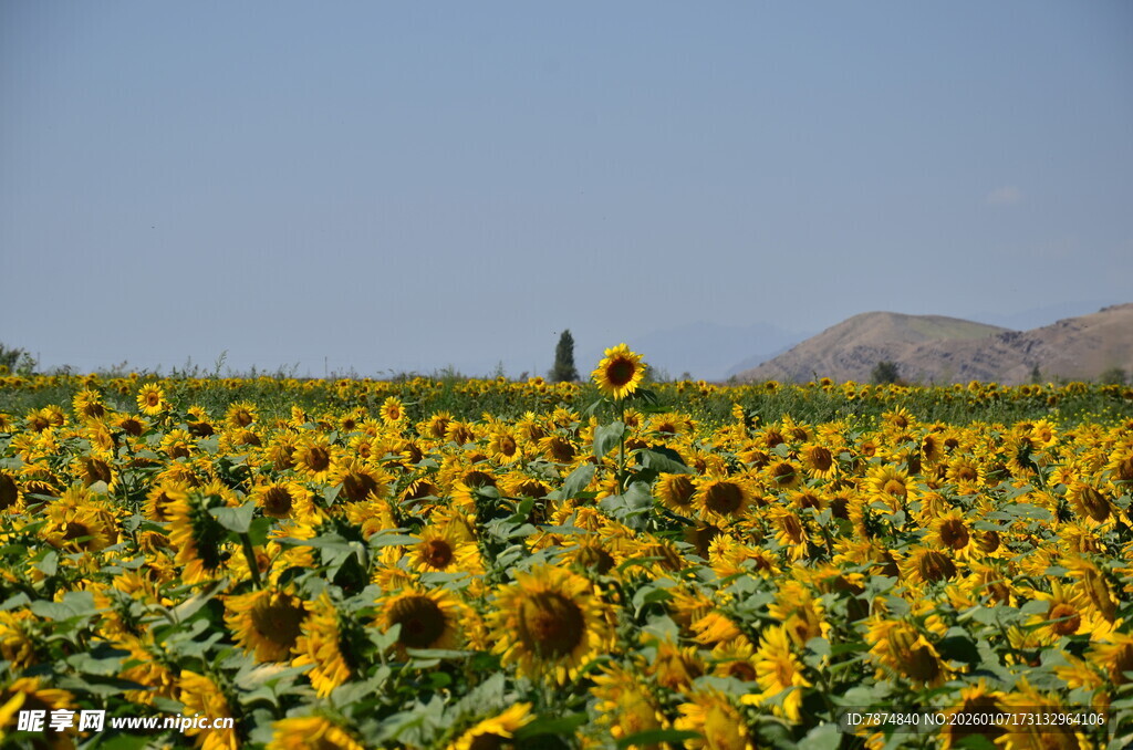 金黄向日葵花田美景