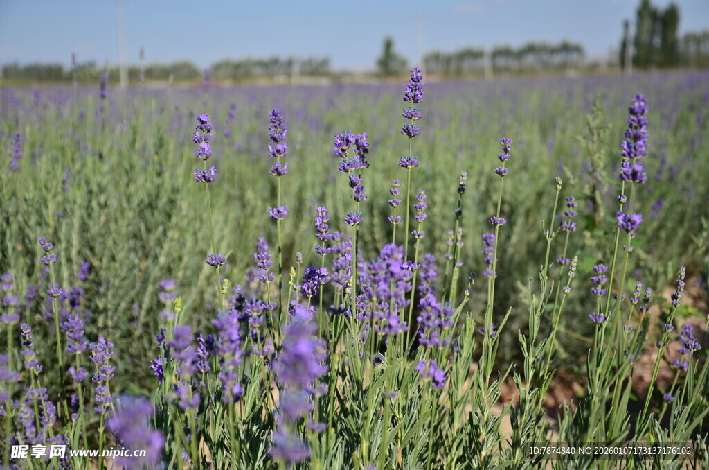 紫色薰衣草花田美景