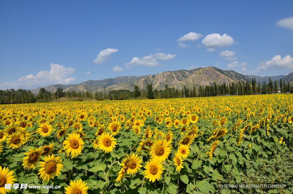 向日葵花海与远山蓝天