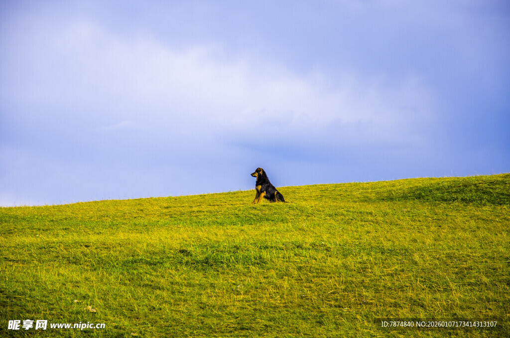 草原上独行的骏马