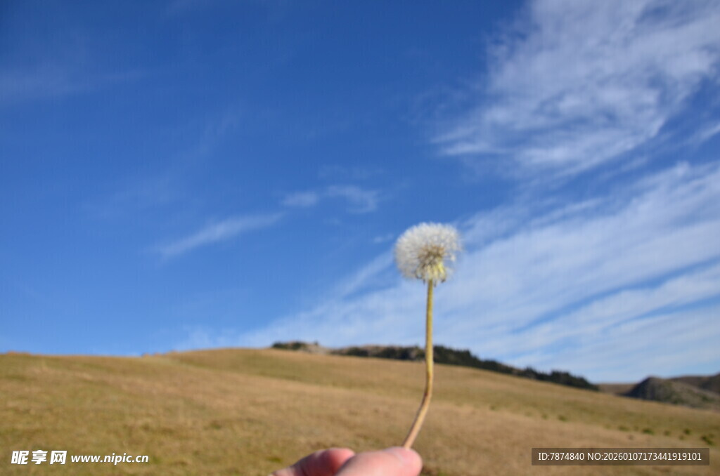 手托蒲公英于开阔天地间