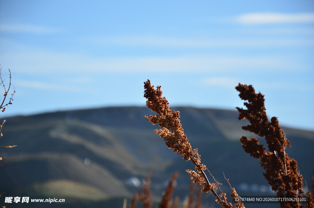 远山前的植物特写