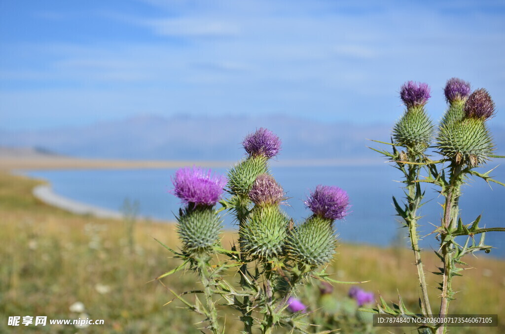 湖畔蓟花绽放美景