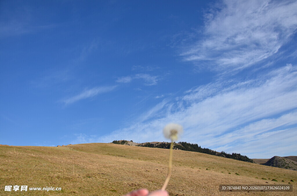 蓝天旷野中的粉色蒲公英