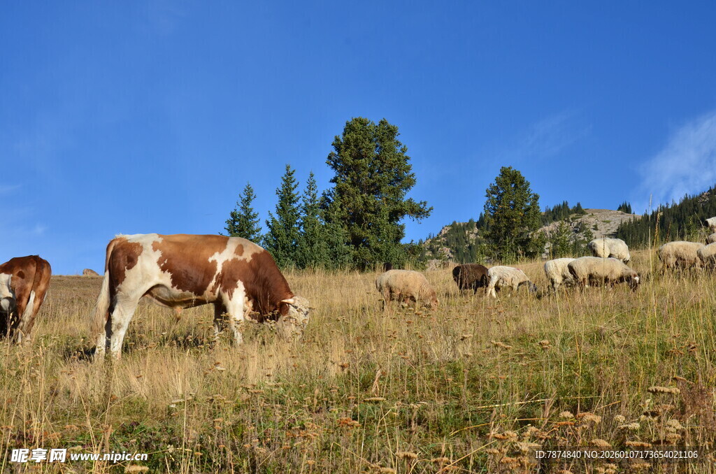 山坡上的牛羊群