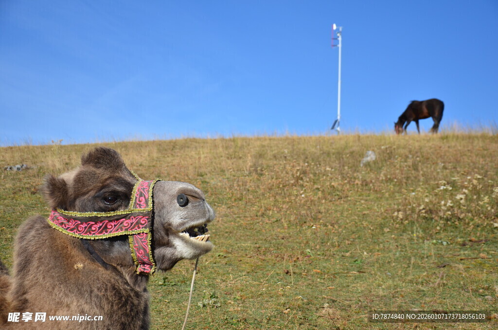 草原上的骆驼与远处马匹