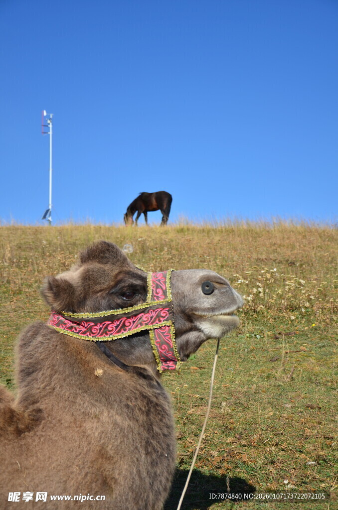 草原上的骆驼与马