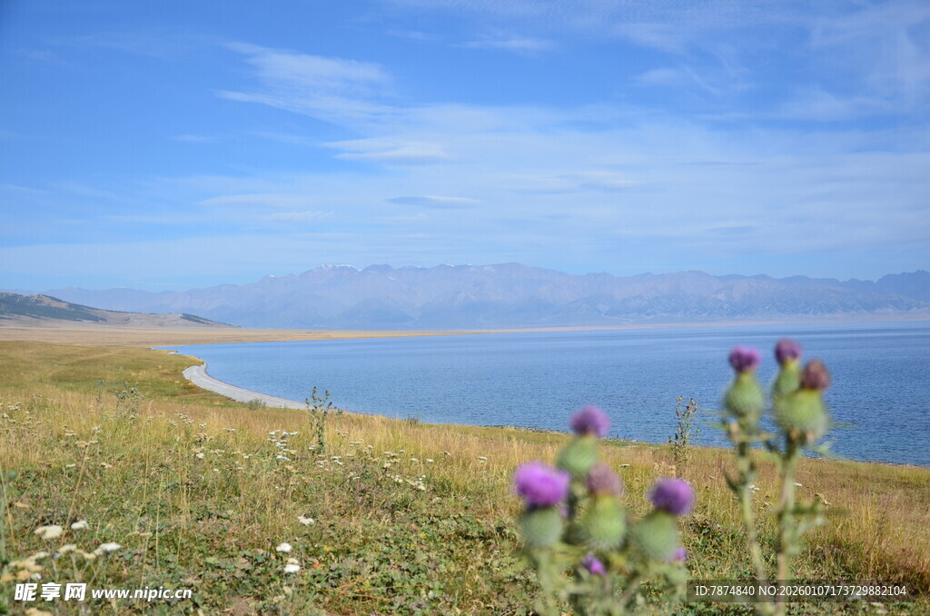 湖畔野花与辽阔蓝色水域