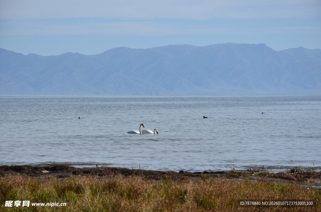 海边景致 水面飞鸟与远山