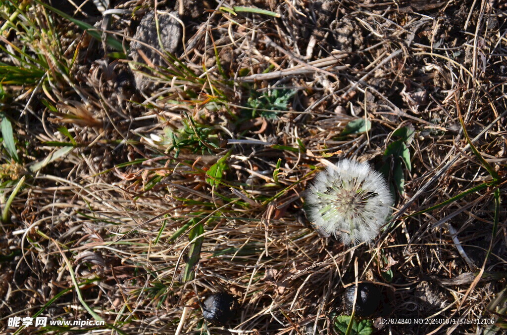 荒野中的蒲公英