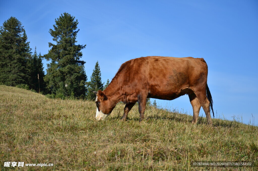 山坡上吃草的棕色奶牛