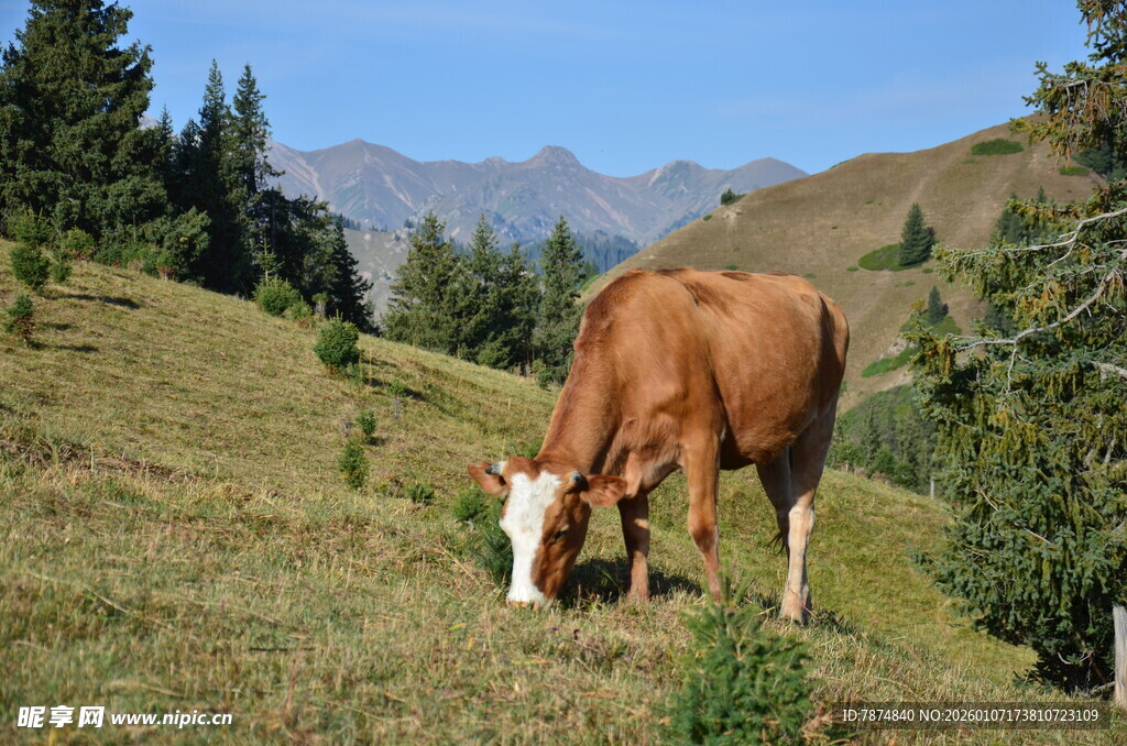 山坡上吃草的棕色奶牛