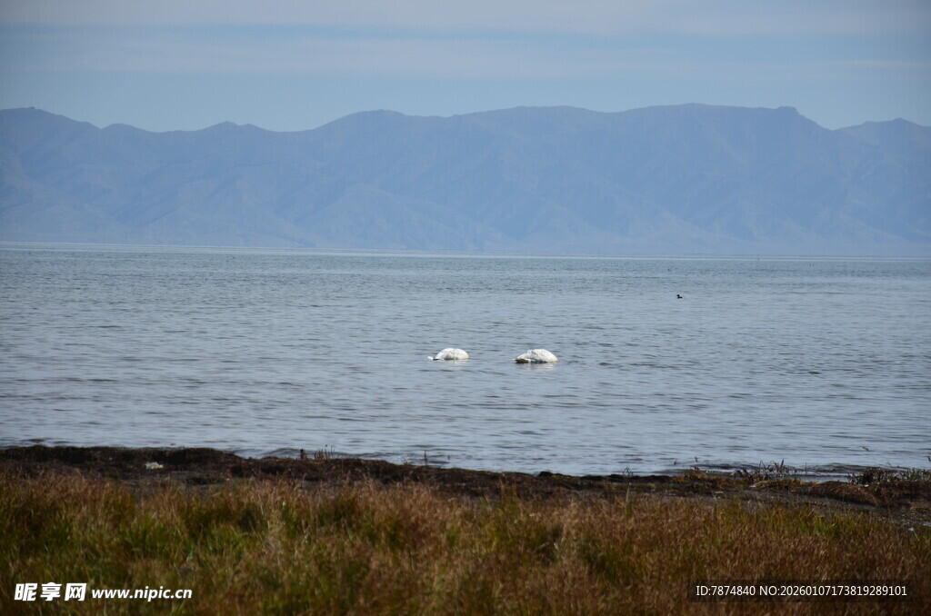 湖畔天鹅 远山碧水之景