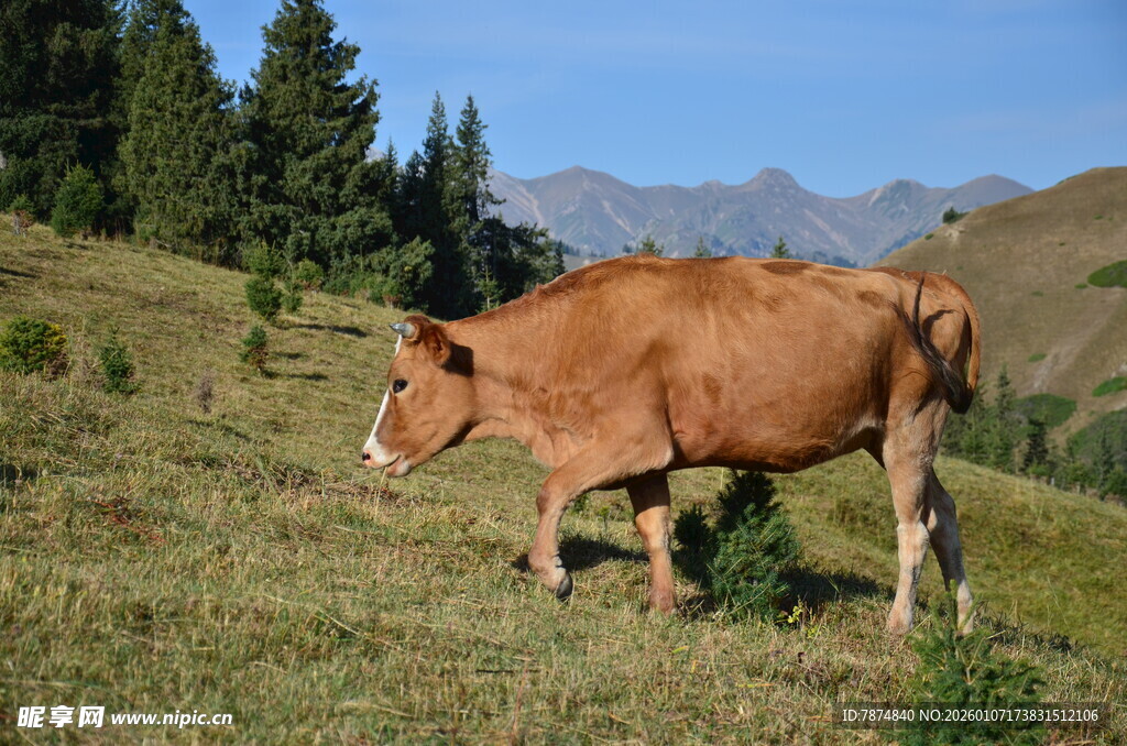 草原上漫步的棕色奶牛
