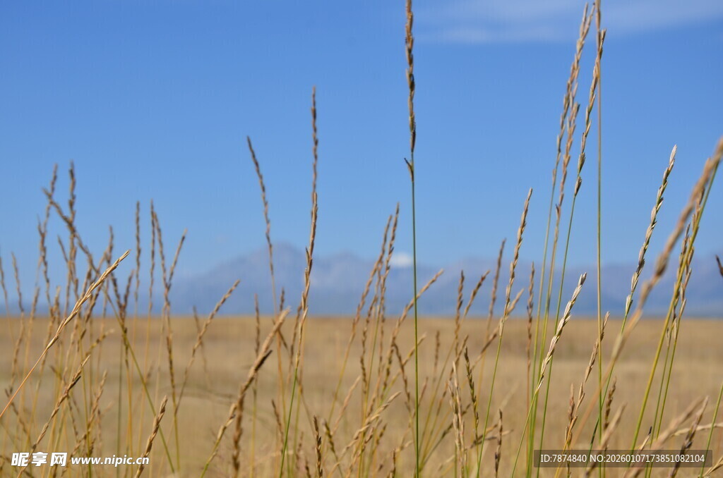 金黄草地与蓝天美景