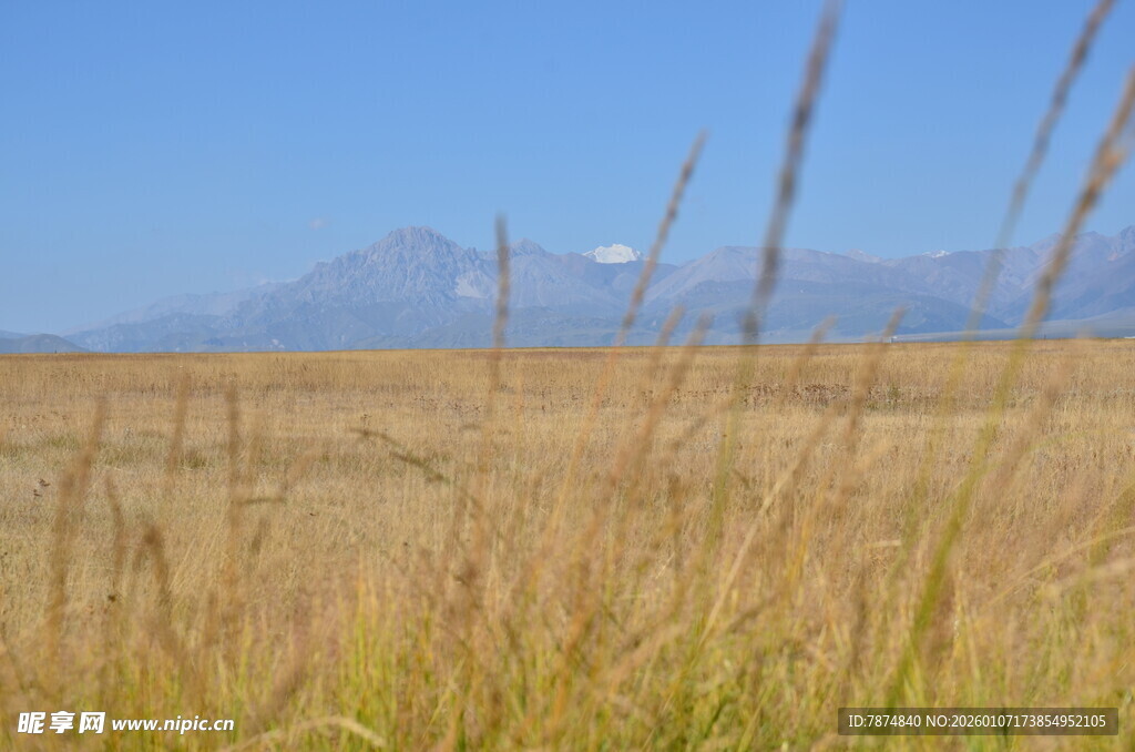 广袤原野上的金黄草与远山