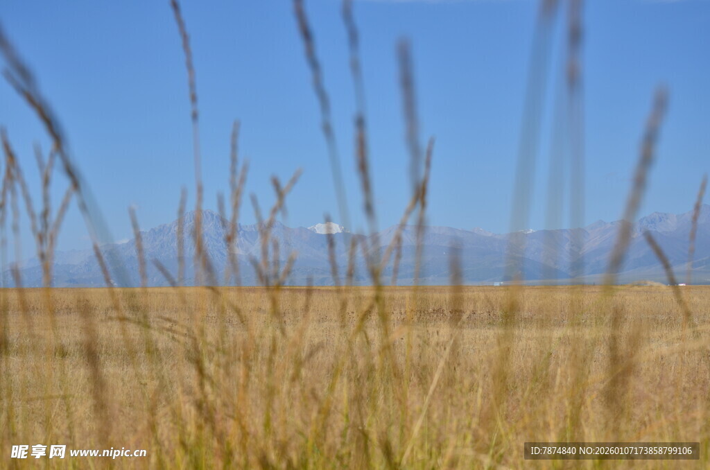 广袤草原 蓝天映衬的美景