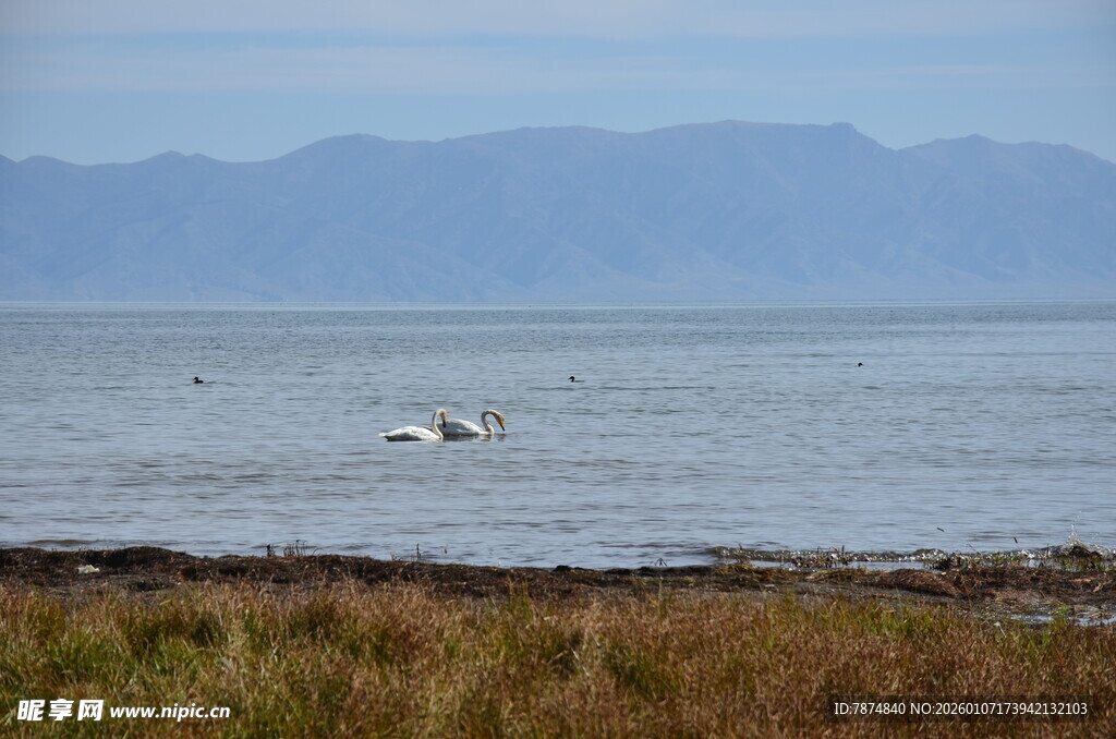 海边飞鸟栖息于水域畔