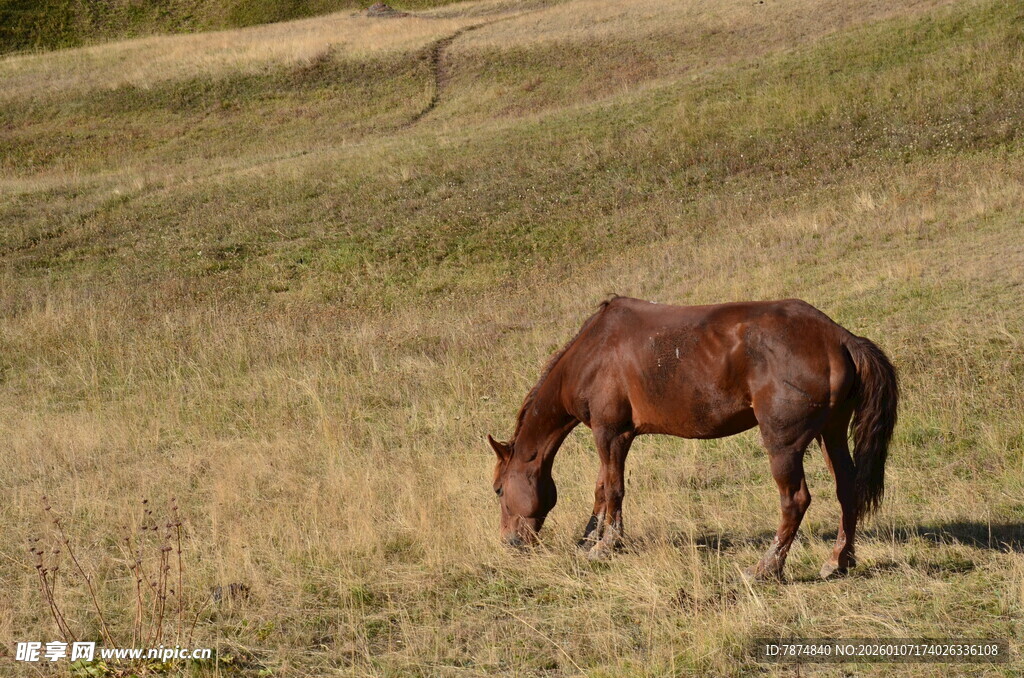 草原上的骏马在低头吃草