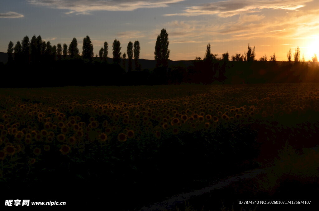 夕阳下的田野与树木景观