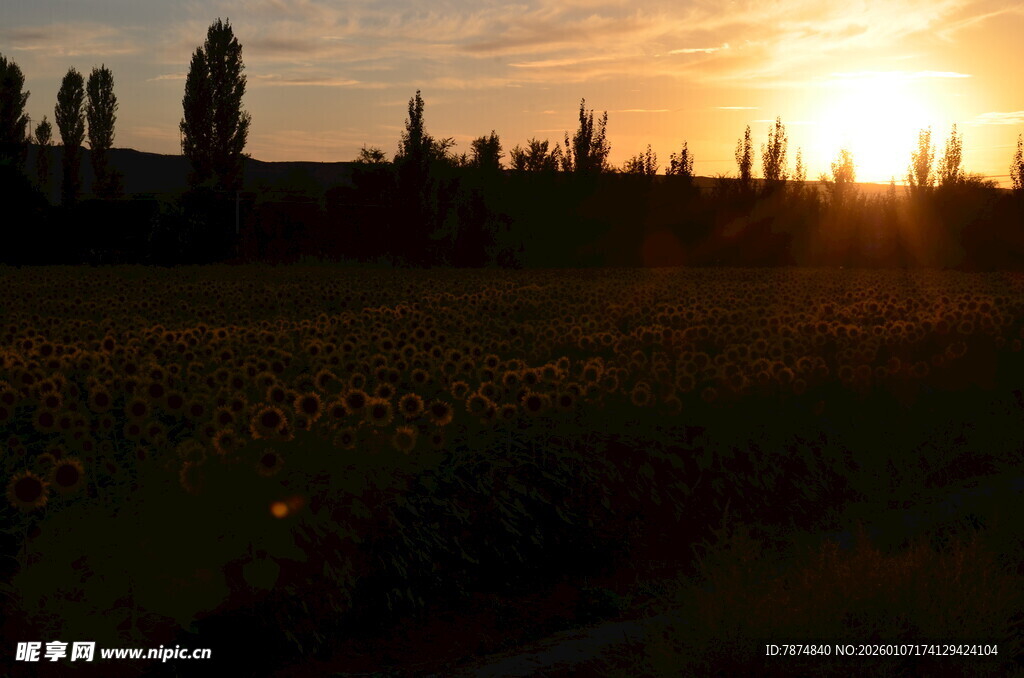 夕阳下的田野风光