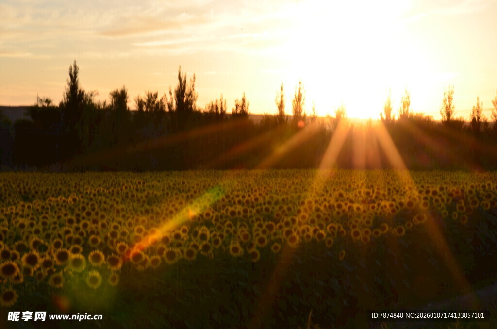 夕阳下的向日葵花田