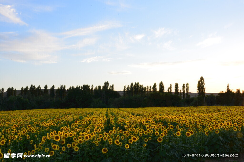 金黄田野与远处葱郁树林