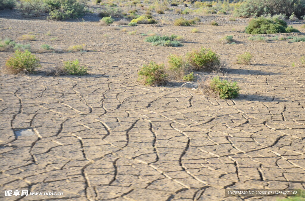 干裂土地上的稀疏植被