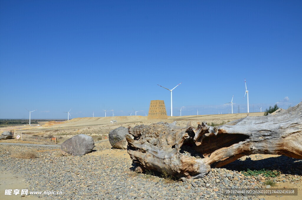 海岸边的枯木与远处建筑