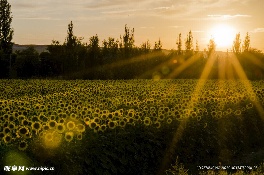 夕阳下的向日葵花田美景