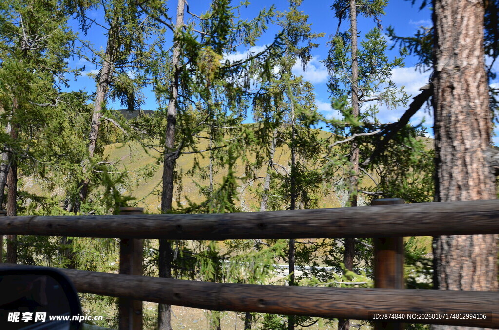 林间木栏外的自然景致