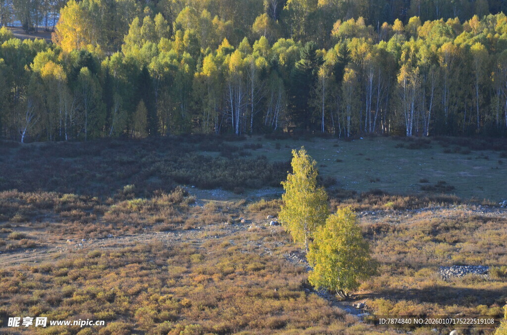 孤树挺立在多彩山林间