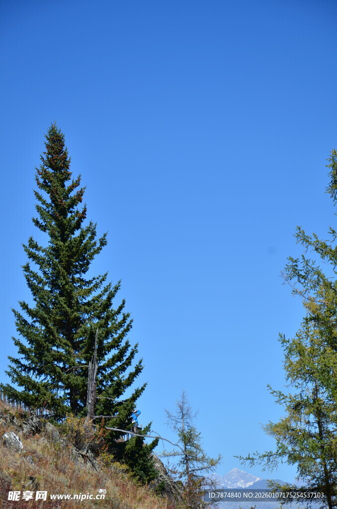 蓝天映衬下的挺拔松树