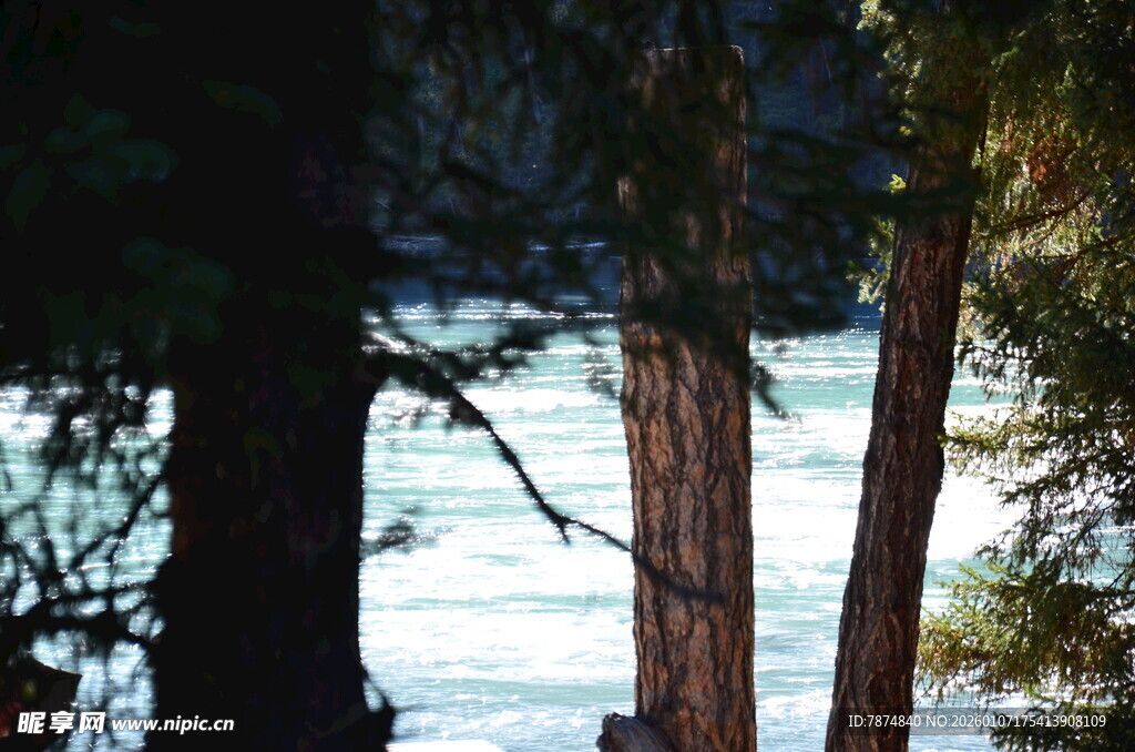 林间雪景中的树木景观