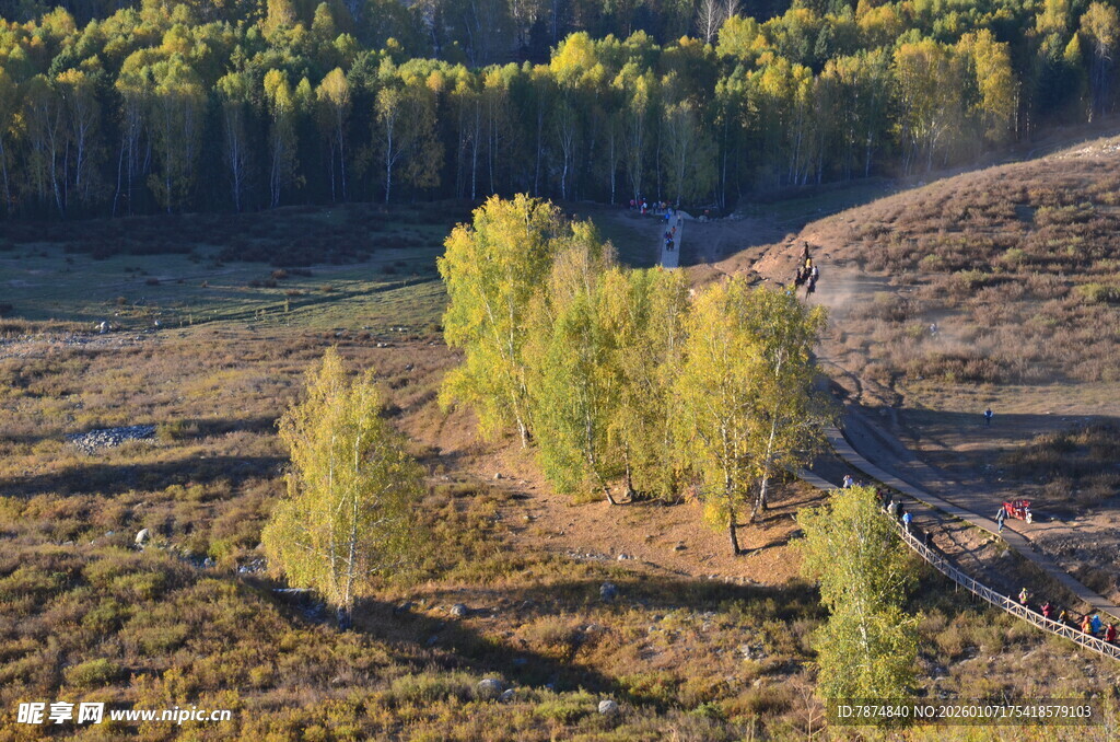 秋日山坡上的几棵树木