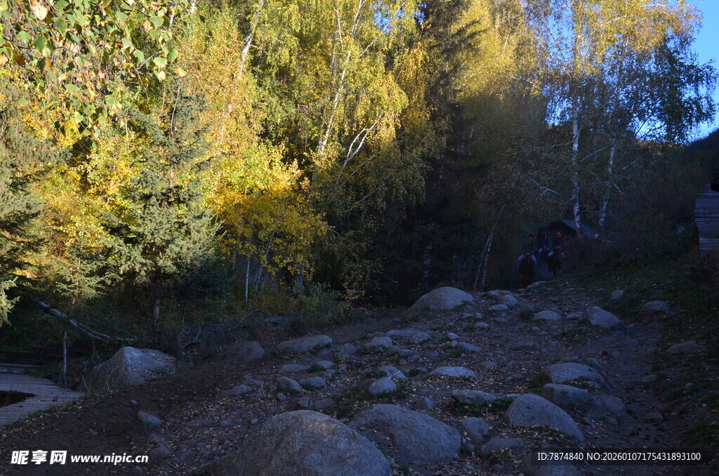 秋日林间碎石小径