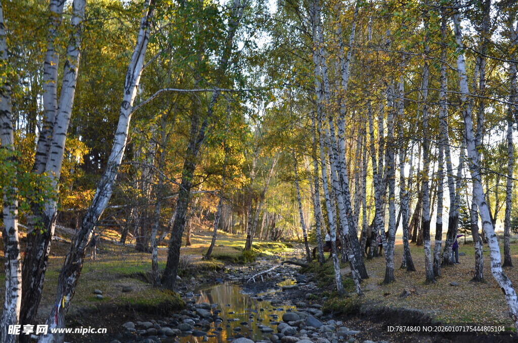 秋日白桦林中小溪风景