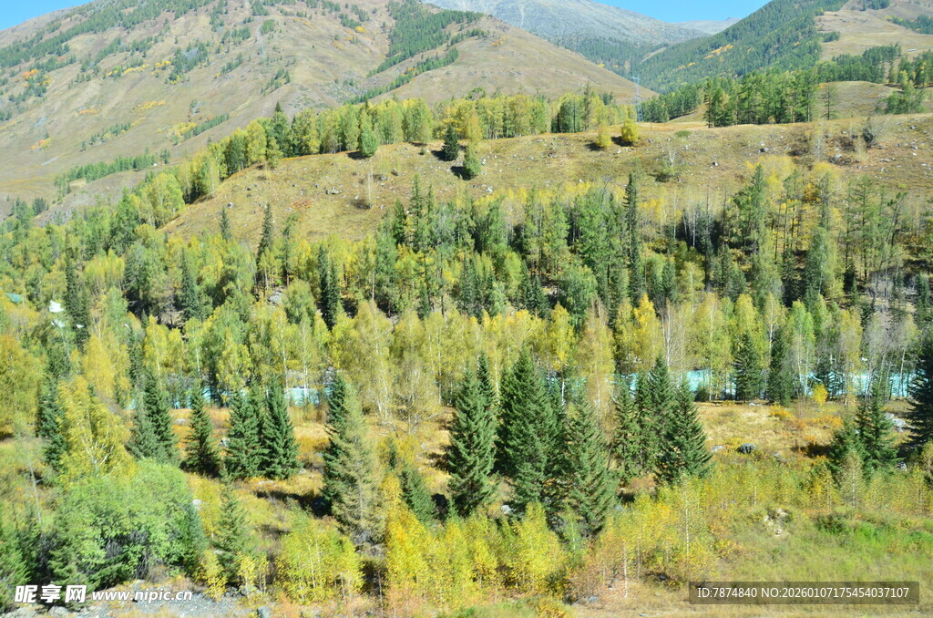 山间葱郁树林风景