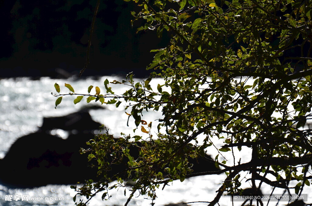 溪边枝叶掩映下的景致