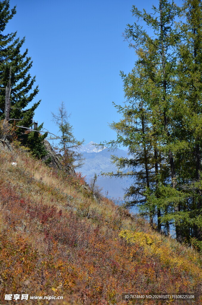 秋日山坡松林湖景风光