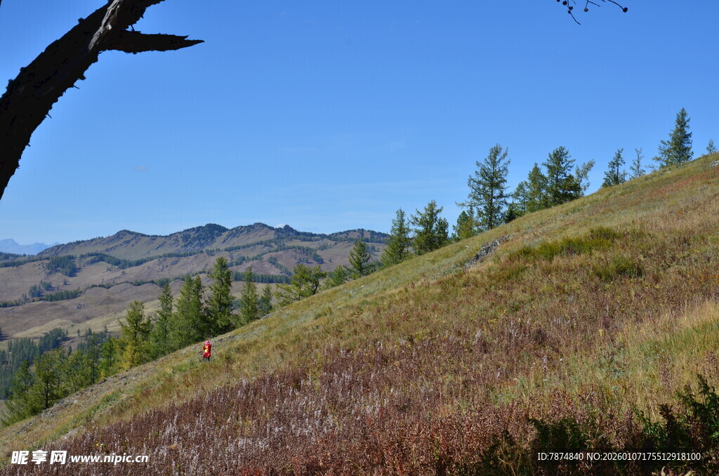 山坡上的自然风景