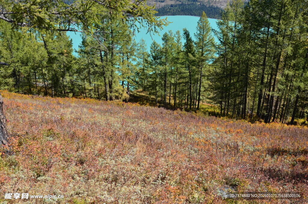 秋日林间开阔草地景色