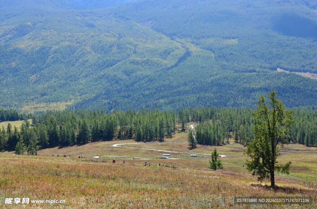 山间开阔草地与孤树风景